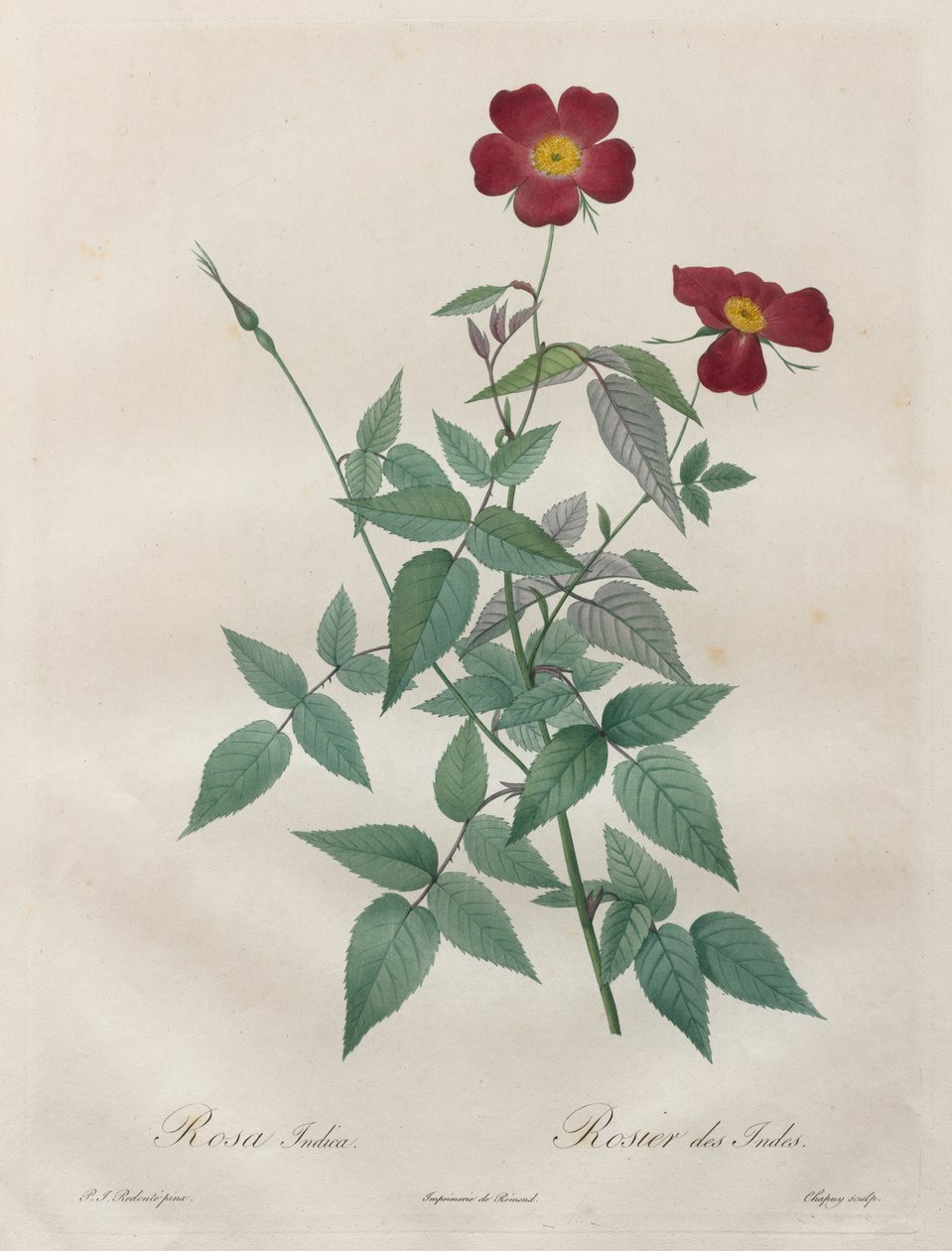 Roserne: Rosa indica af Henry Joseph Redouté