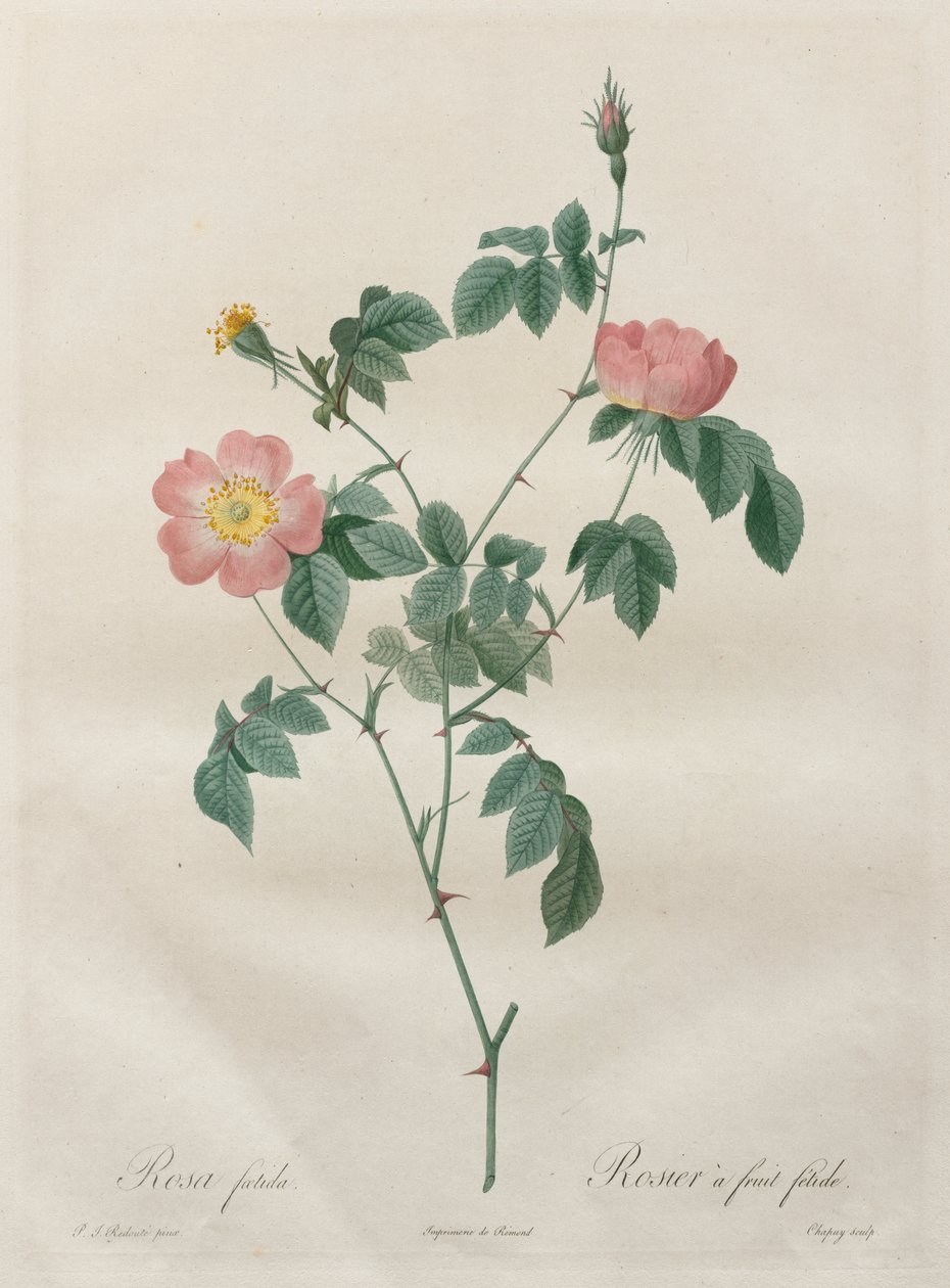 Roserne: Rosa indica af Henry Joseph Redouté
