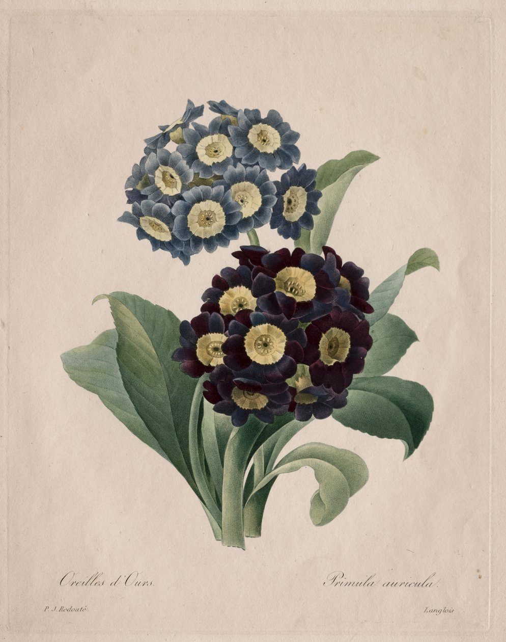 Primula auricula af Henry Joseph Redouté