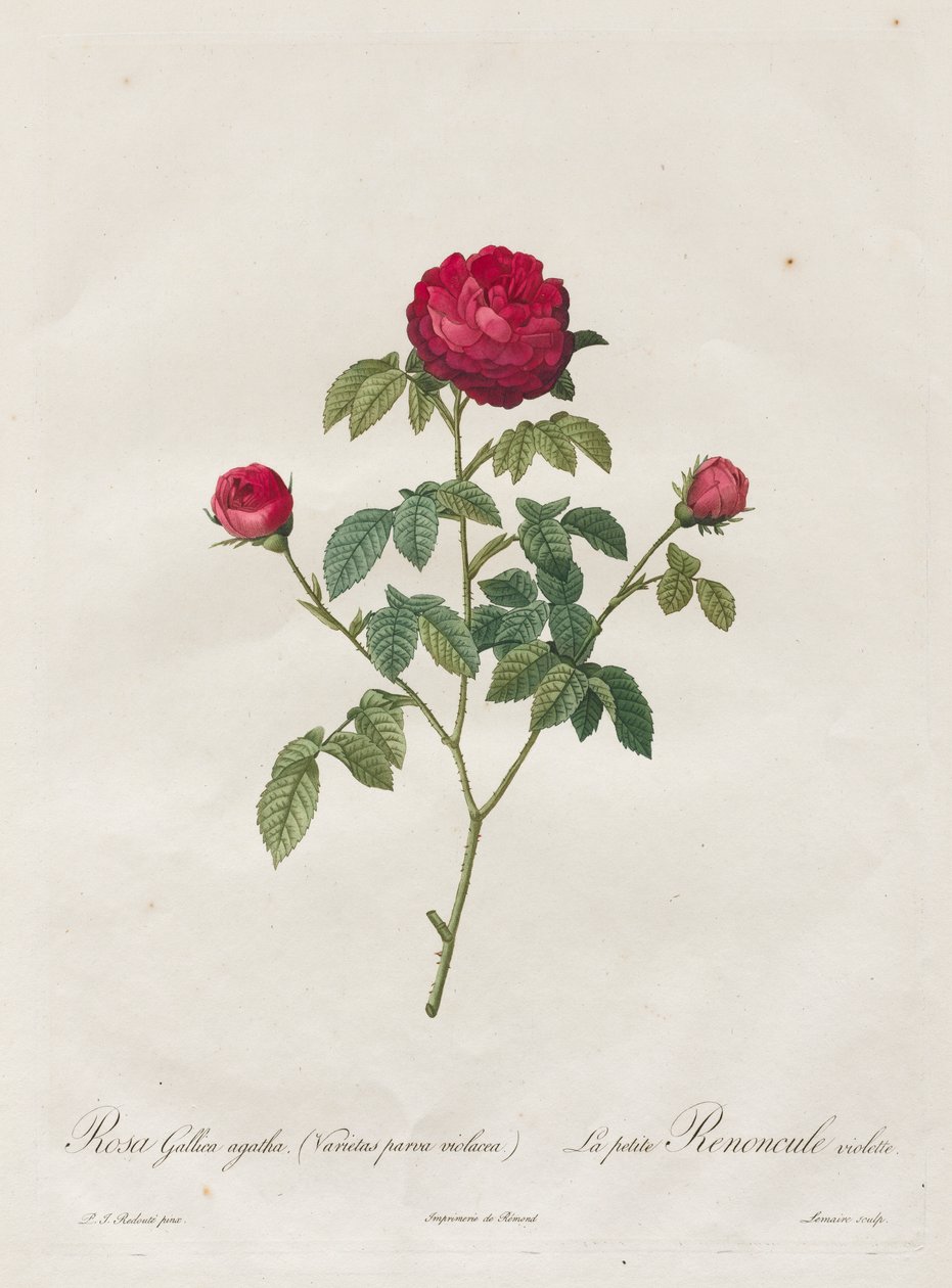 Provence eller fransk rose af Henry Joseph Redouté