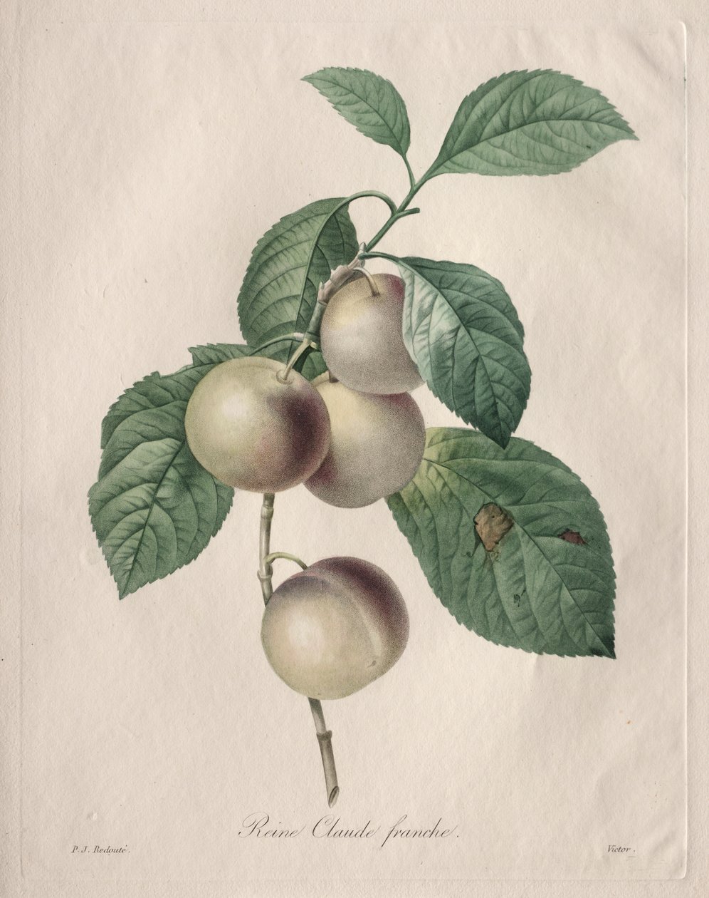 Reine Claude Plum af Henry Joseph Redouté