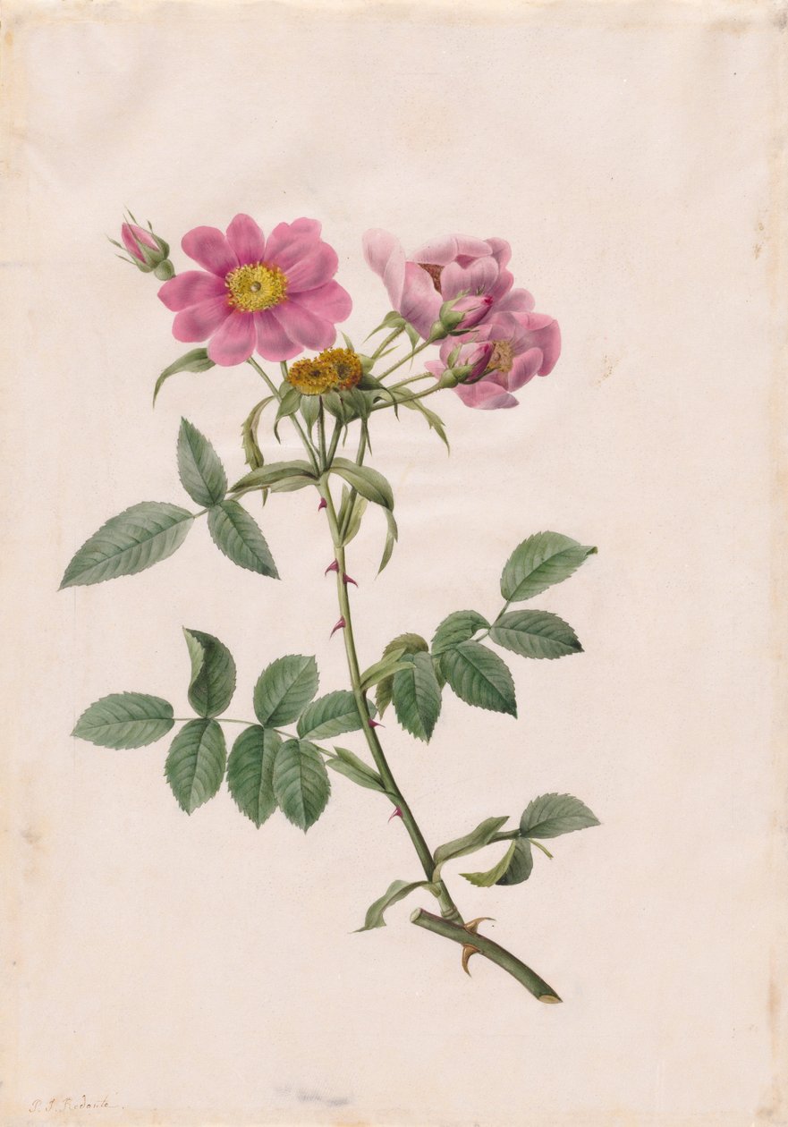 Rosa Monsonian Hill af Henry Joseph Redouté