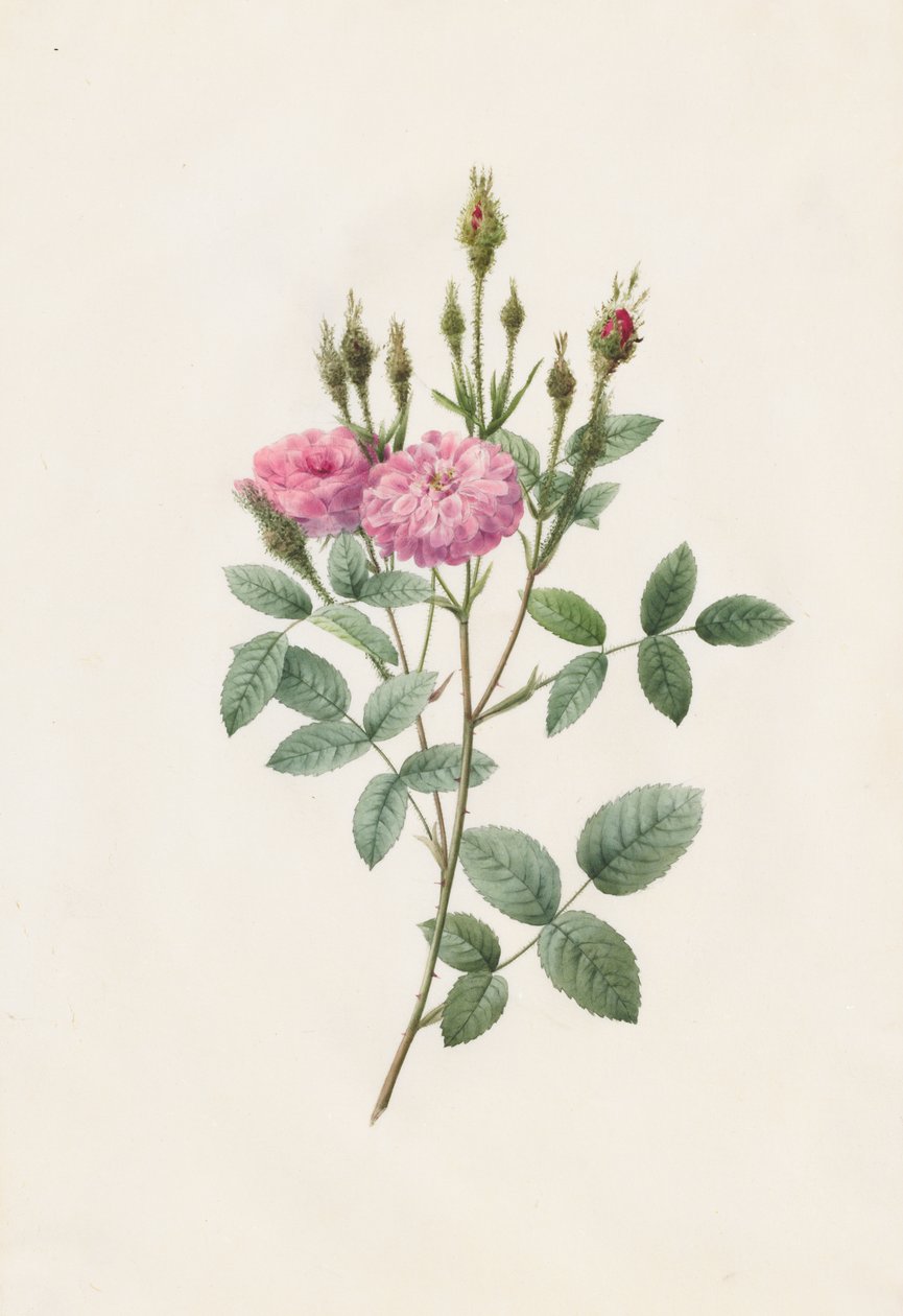 Rosa Pomponiana Muscosa af Henry Joseph Redouté