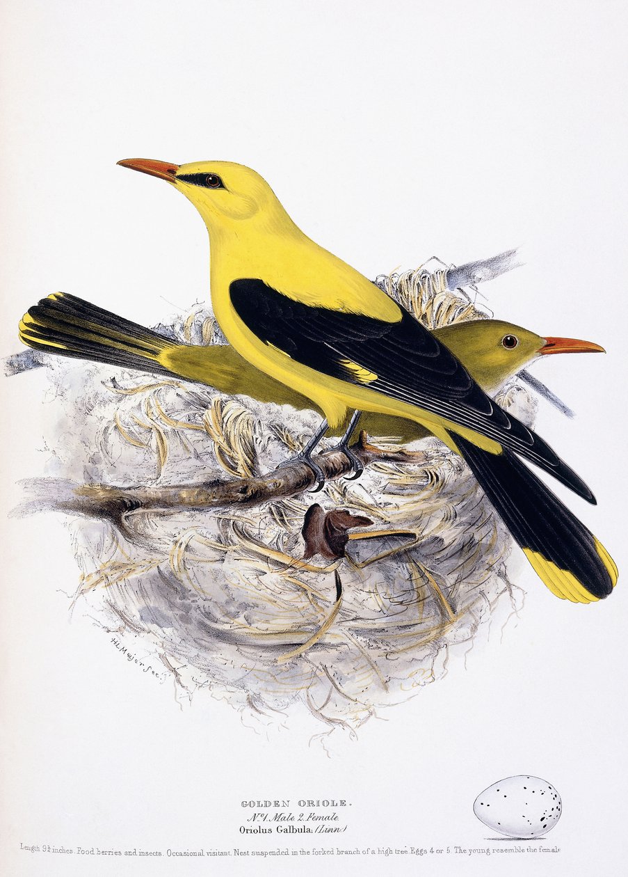 Golden Oriole, 1835 af Henry Leonard Meyer