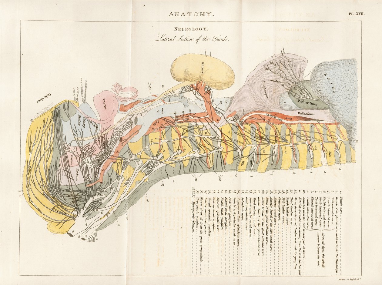 Lateral del af stammen - Neurologi af Henry Mutlow