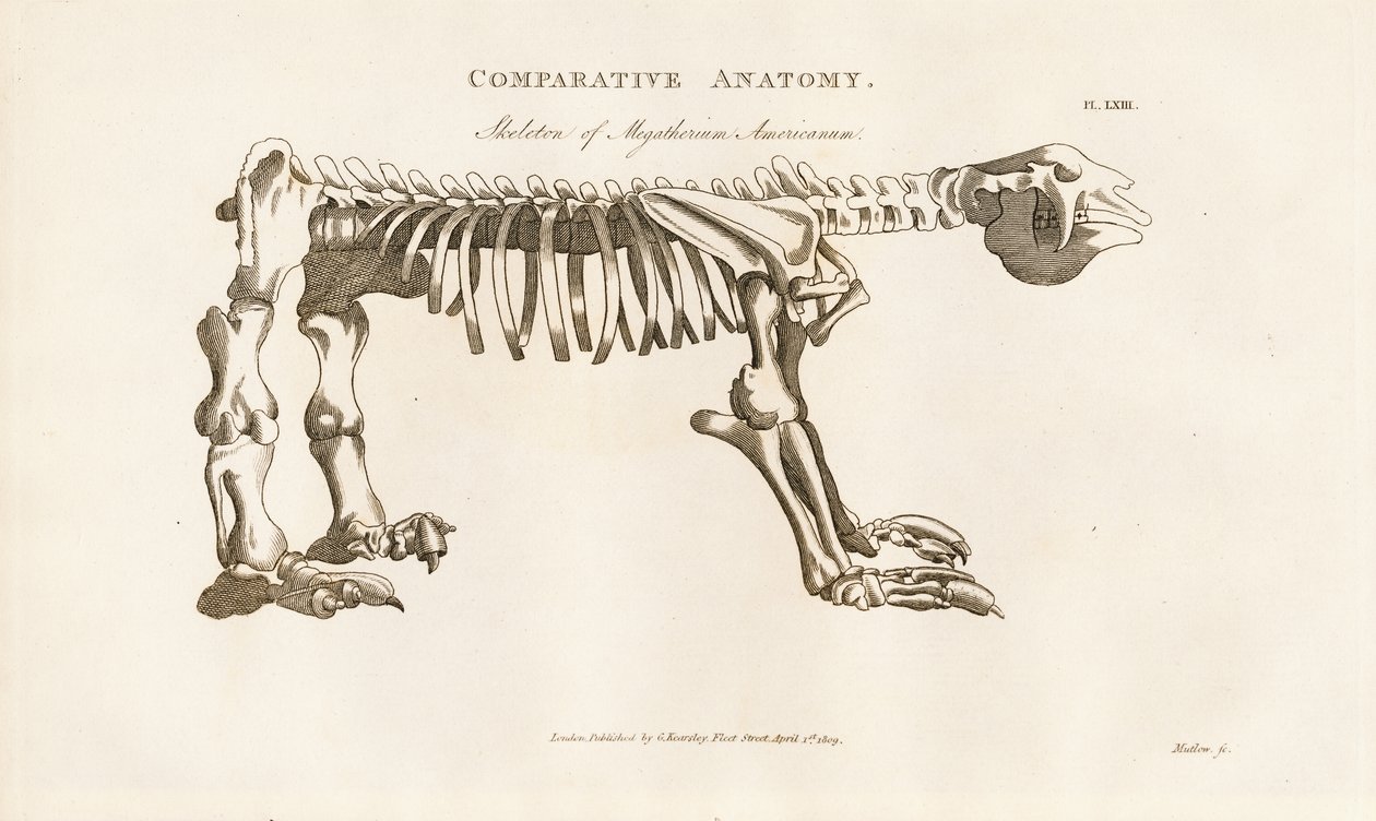 Skelet af Megatherium americanum af Henry Mutlow