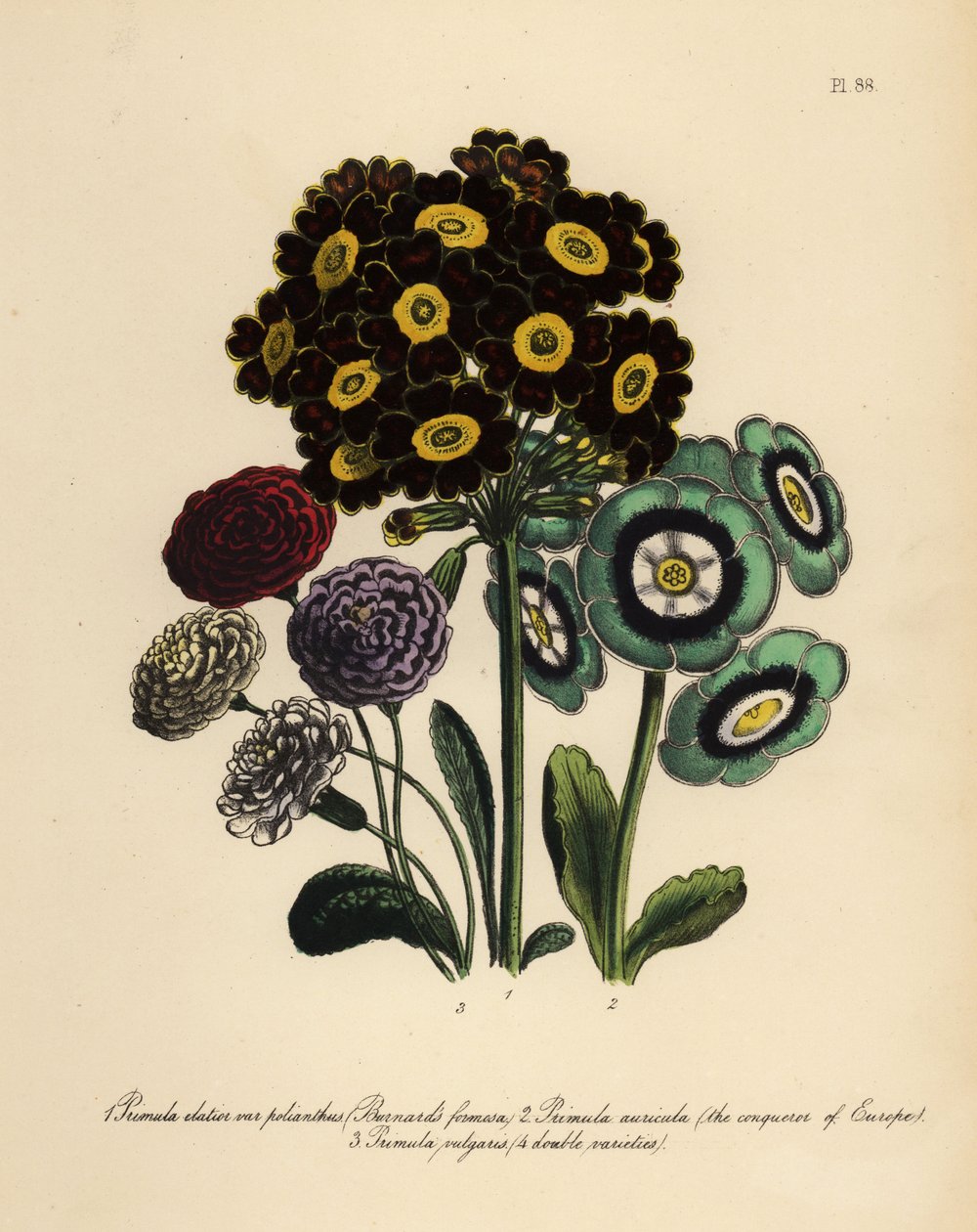 Burnards Formosa, Primula Elatior Polyanthus, Europas erobrer Auricula, Primula Auricula og Almindelig Primrose (chromolito) af Henry Noel Humphreys