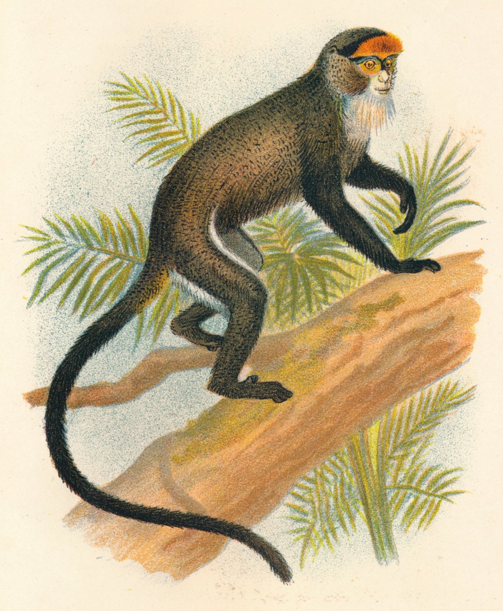 Fra Brazzas Guenon, 1897 af Henry Ogg Forbes