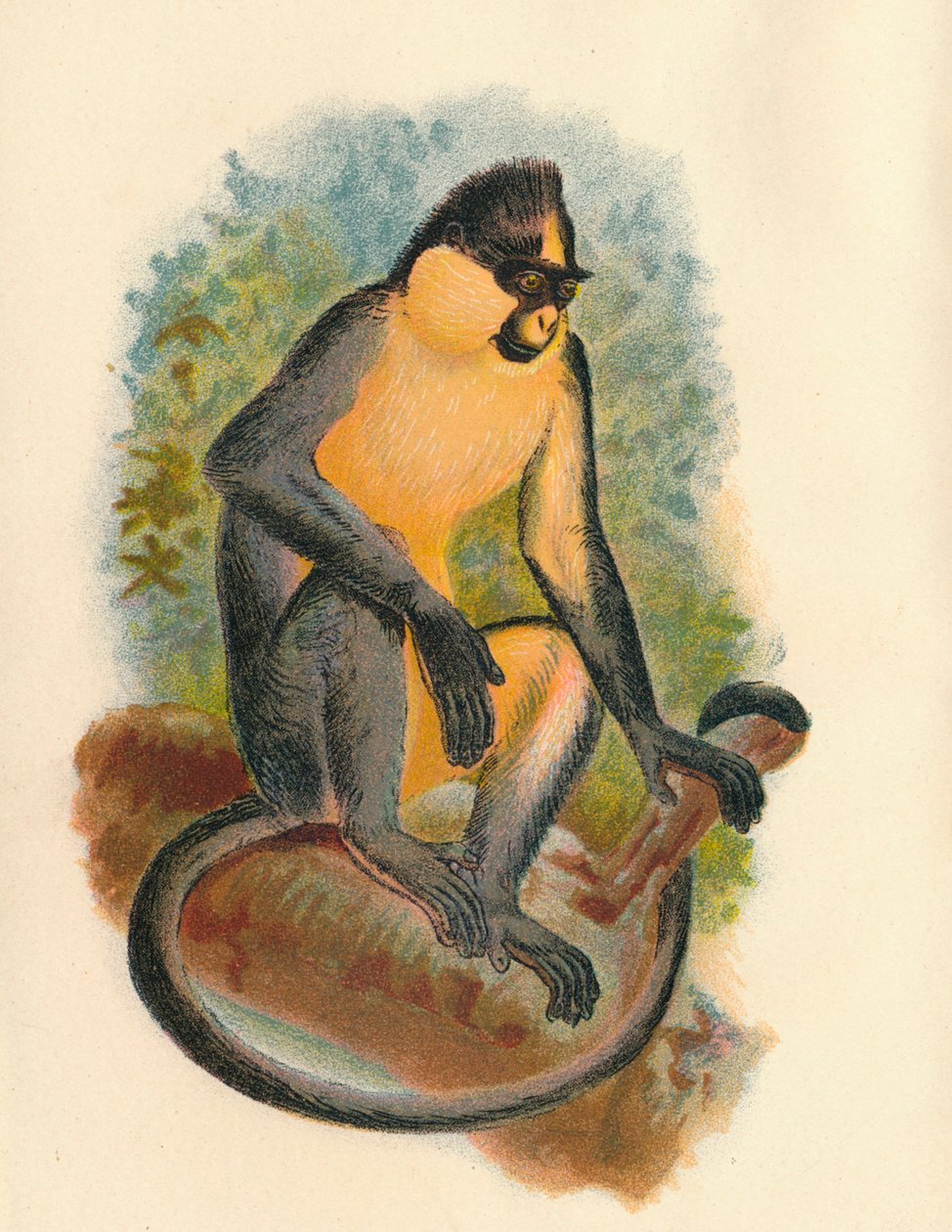 Everetts Langur, 1897 af Henry Ogg Forbes