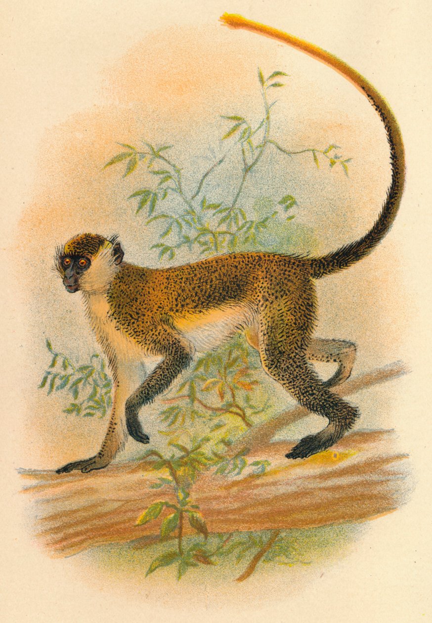 Grøn Guenon, 1897 af Henry Ogg Forbes