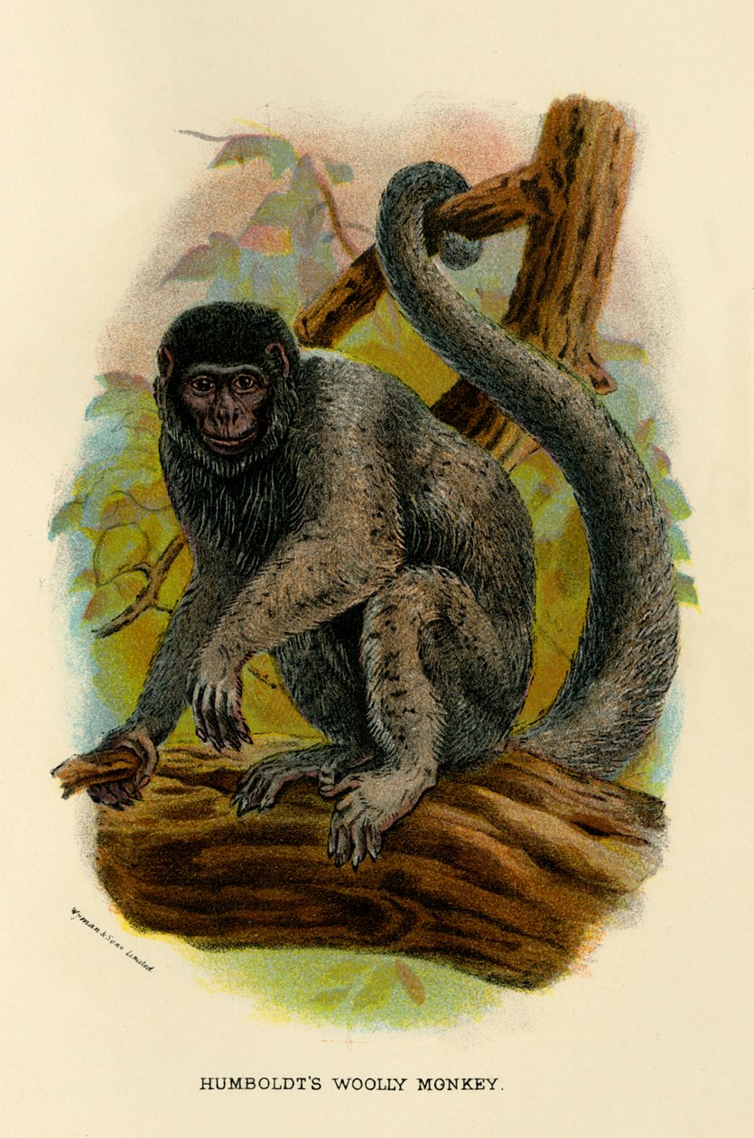 Humboldts Woolly Monkey, 1896 af Henry Ogg Forbes