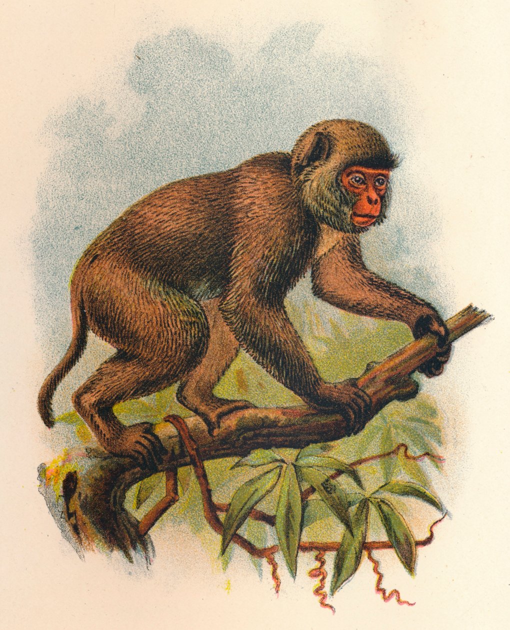 St. Johns Macaque, 1897 af Henry Ogg Forbes