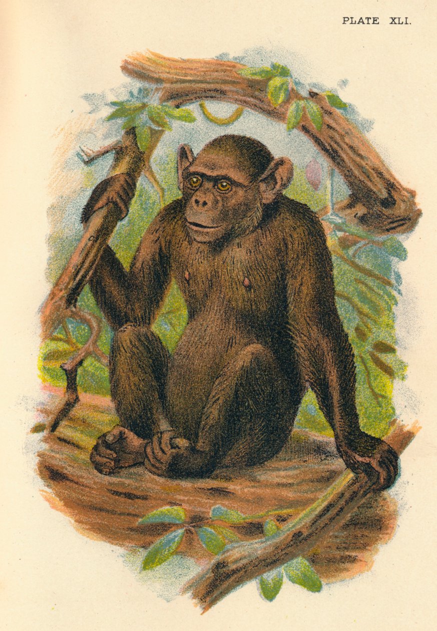 Den skaldede chimpanse, 1897 af Henry Ogg Forbes