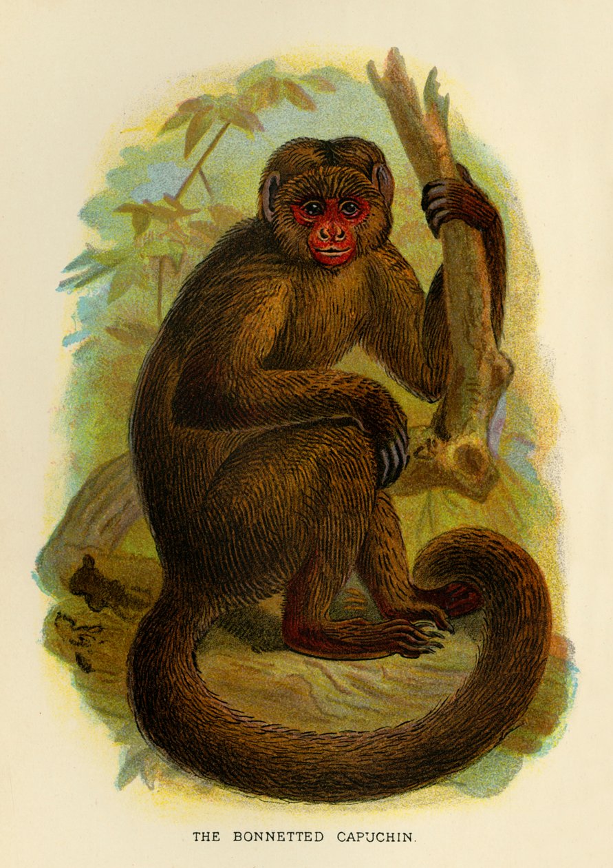 The Bonneted Capuchin, 1896 af Henry Ogg Forbes