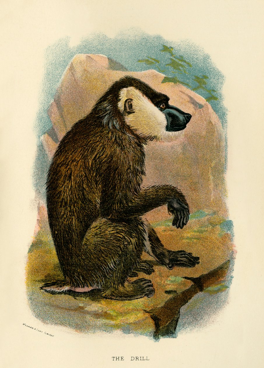 Boren, 1896 af Henry Ogg Forbes