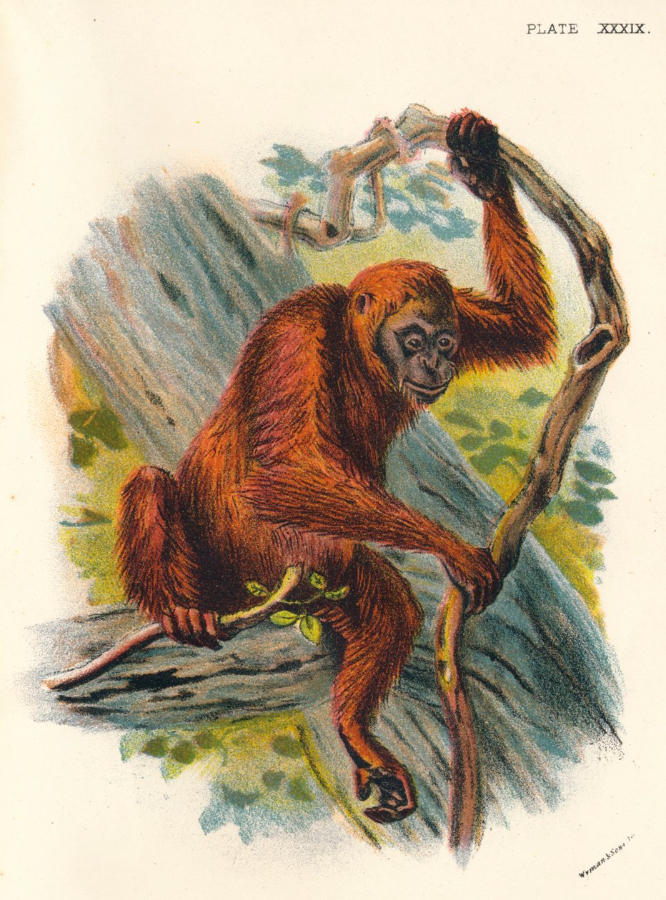 Orang-Utan, 1897 af Henry Ogg Forbes