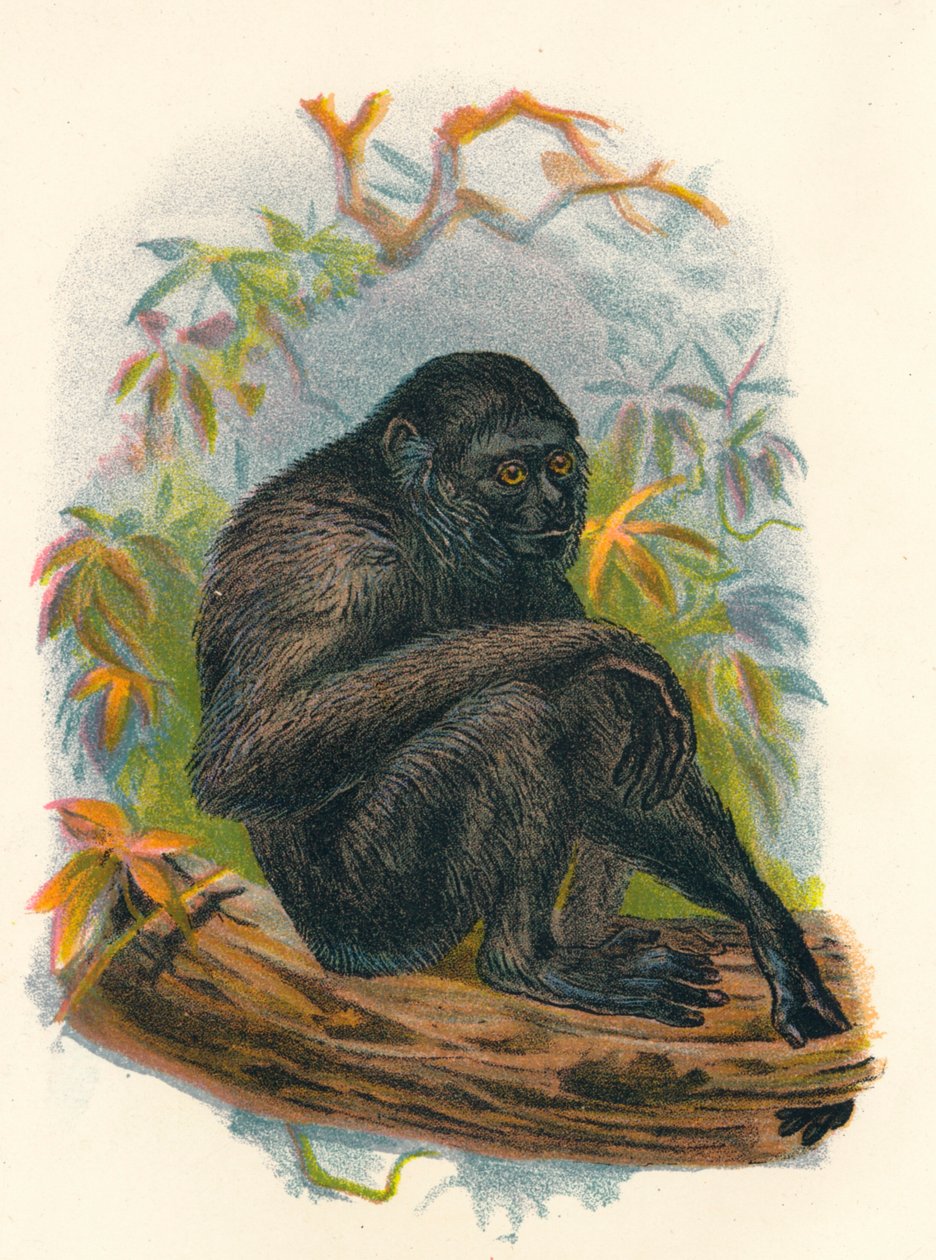 Siamang Gibbon, 1897 af Henry Ogg Forbes