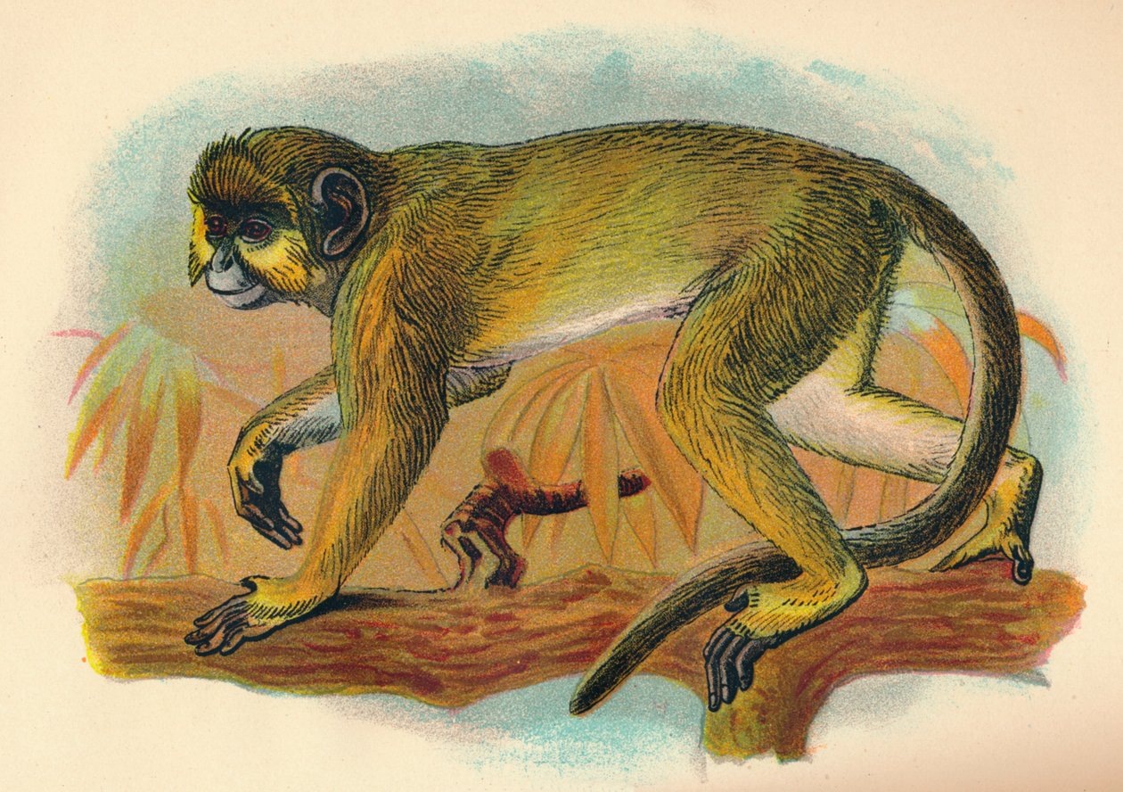 The Talapoin, 1897 af Henry Ogg Forbes