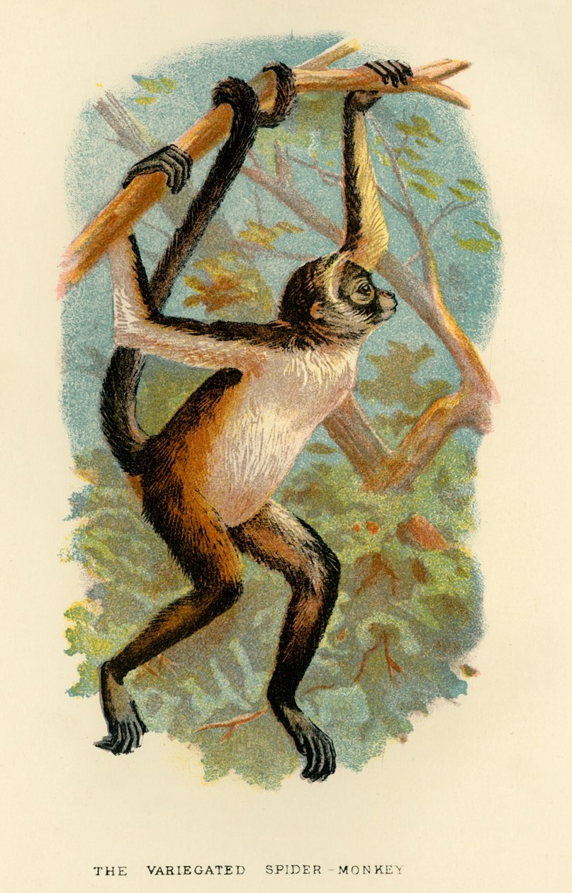 Den brogede edderkoppeabe, 1896 af Henry Ogg Forbes