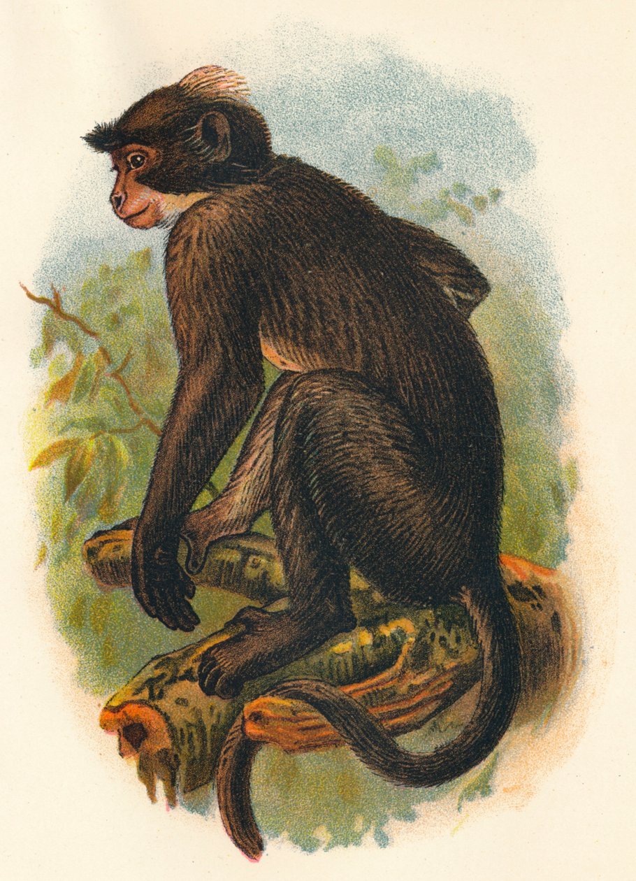 White Crowned Mangabey, 1897 af Henry Ogg Forbes