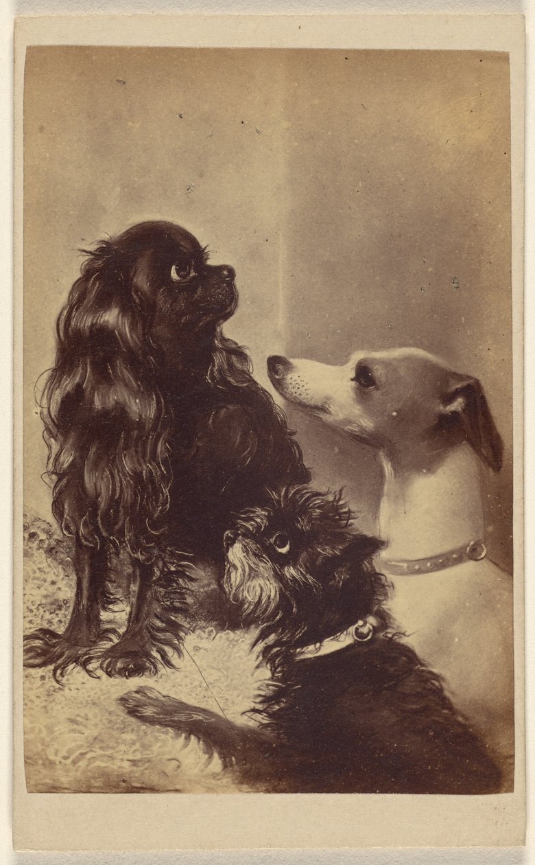 Floss, Daisy  Fairy; Barroness [sic] McCliffords hunde. Malet af fru Pointer. af Henry Pointer