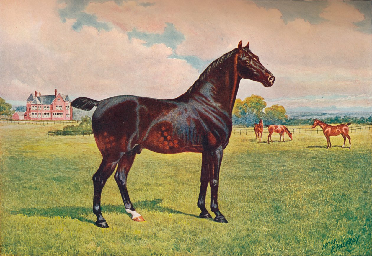 Hackney Pony hingst Berkeley Model, c1900 c1910 af Henry Powell Palfrey