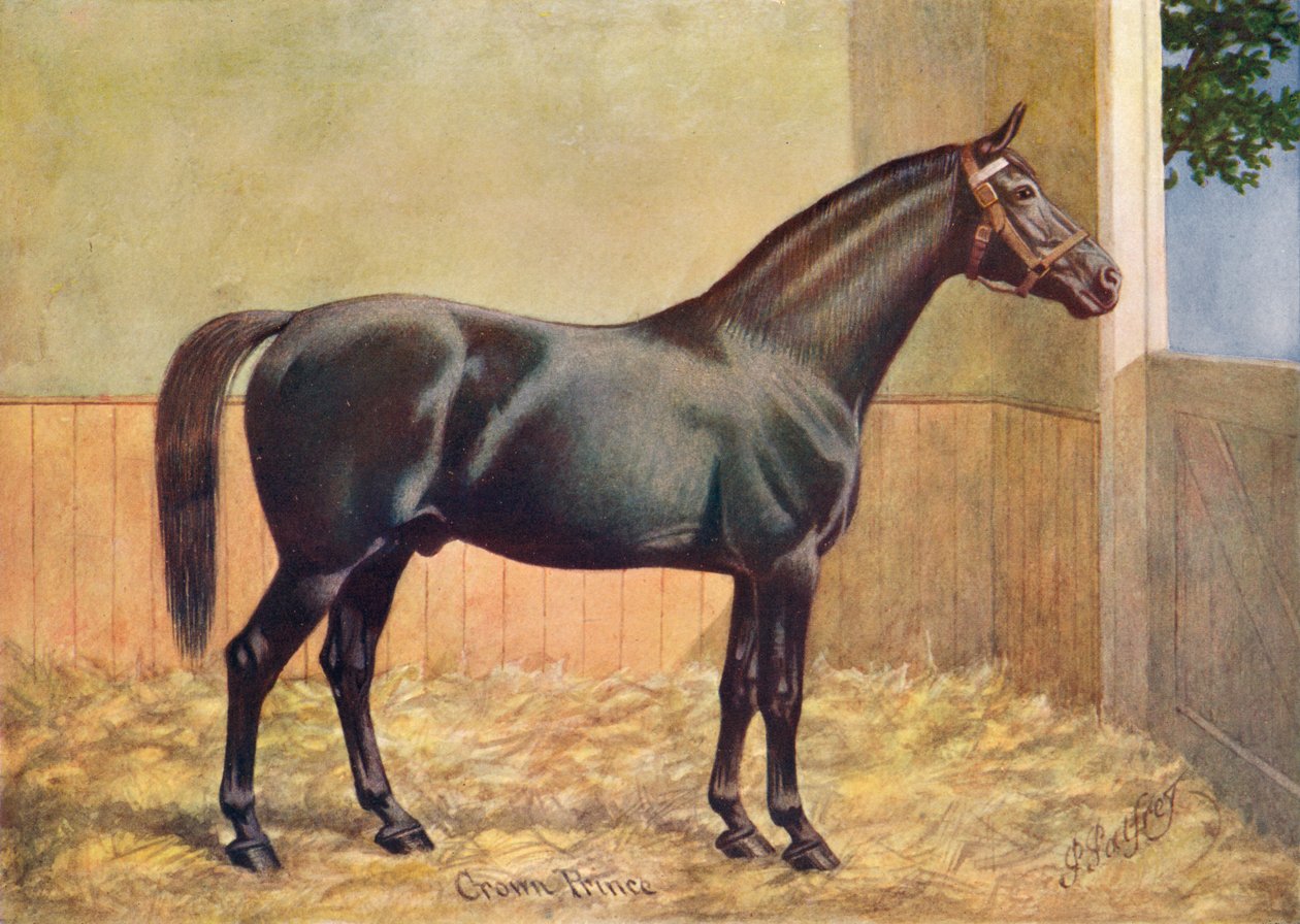 Yorkshire Coach Horse hingst Kronprins, 1902 c1910 af Henry Powell Palfrey