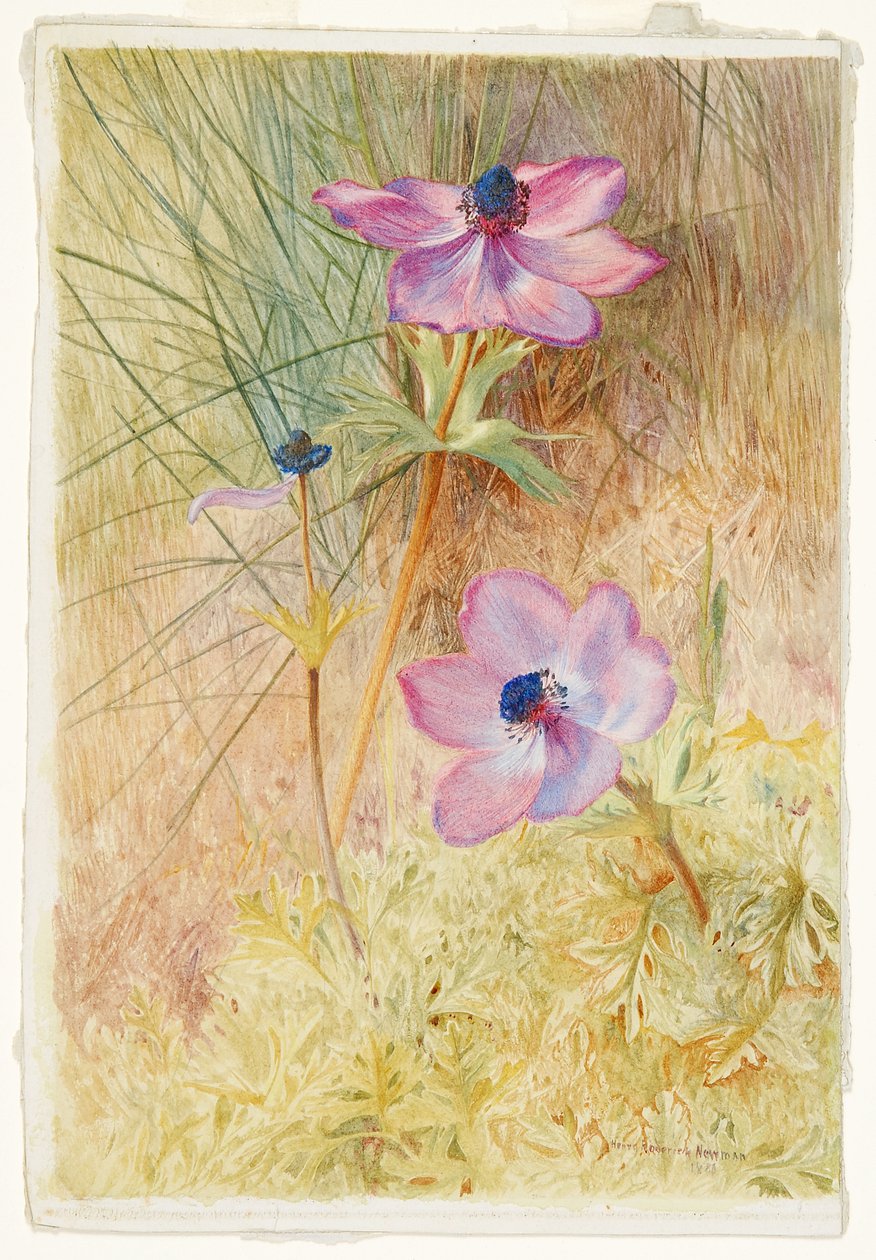 Florentinske vilde anemoner af Henry Roderick Newman
