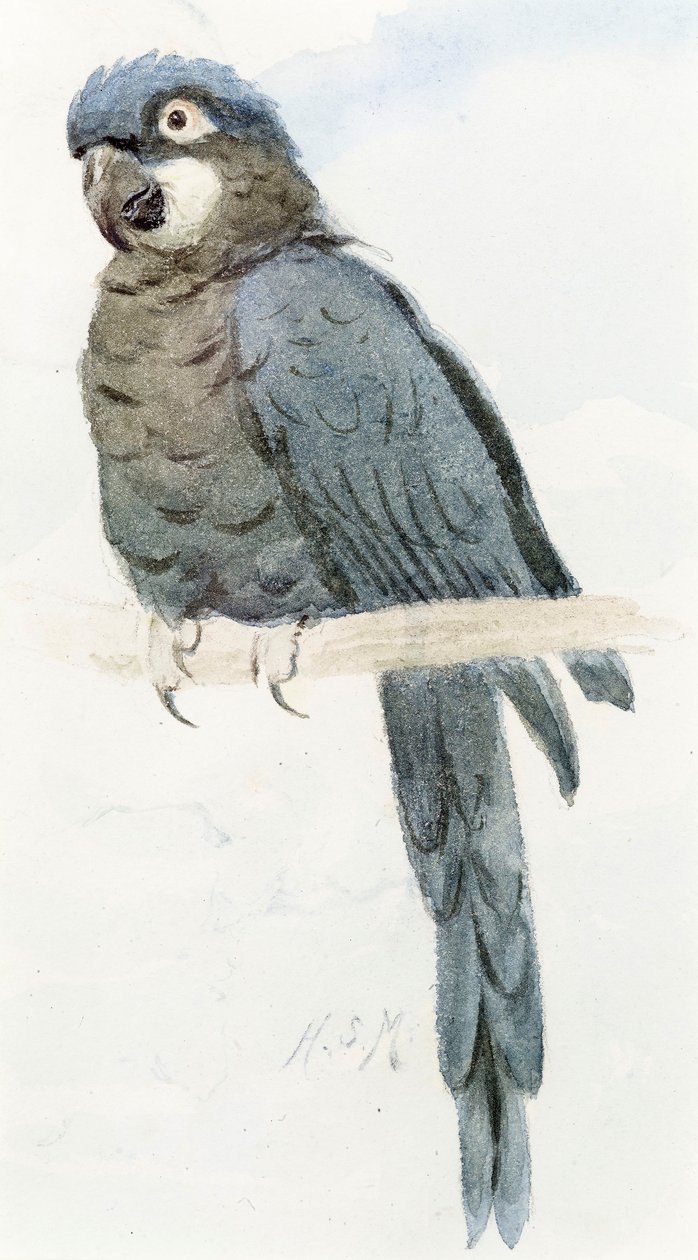 Hyacint ara, ca.1890 af Henry Stacey Marks