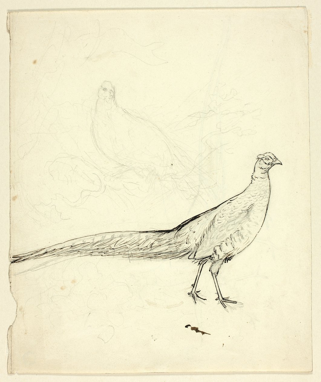 To skitser af fasaner (recto); skitse af fasaner og kvindelig nøgen (verso) af Henry Stacy Marks