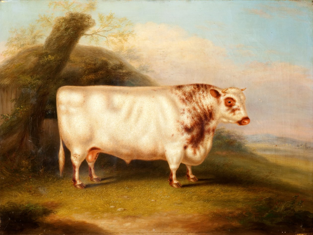 Harlsonia (Korthorntyr), ca. 1855 af Henry Stafford