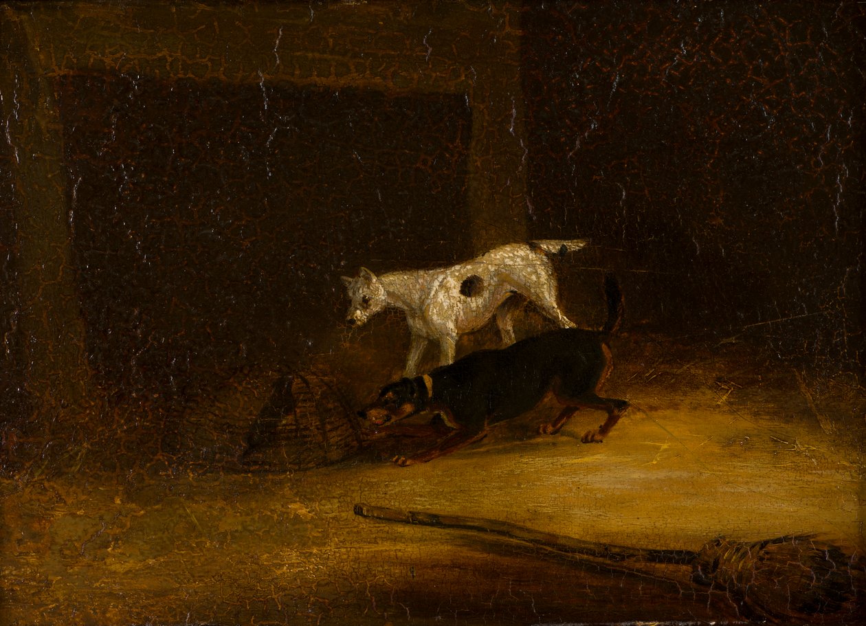 To terriere, der prøver at få fat i en rotte i en fælde, ca. 1805-51 (olie på panel) af Henry Thomas (follower of) Alken