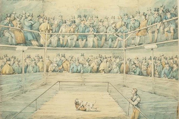 Hundekamp i Westminster Pitt af Henry Thomas Alken