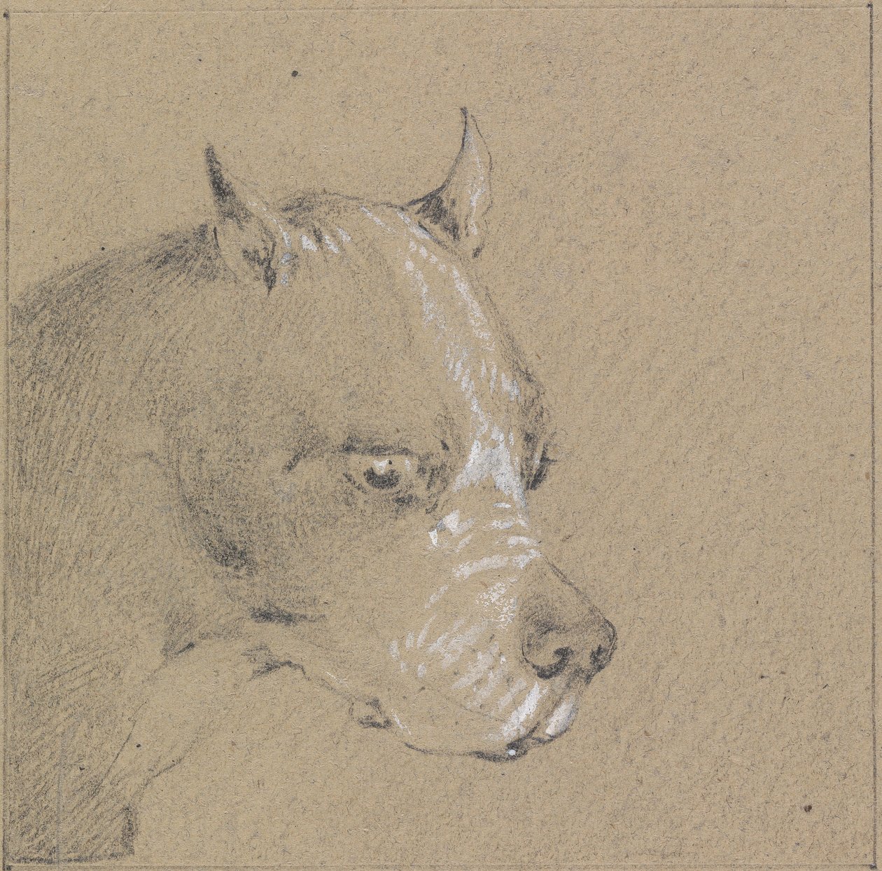 Hoved og skuldre af en boxerhund, højre profil af Henry Thomas Alken