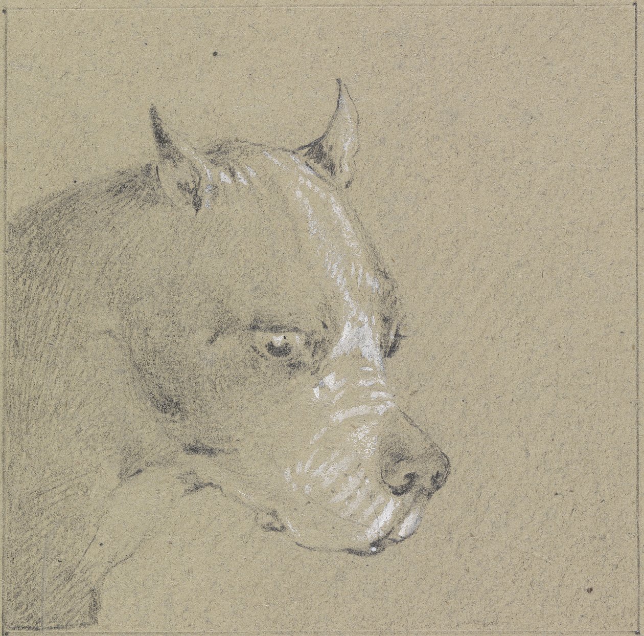 Hoved og skuldre af en boxerhund (grafit forhøjet med hvidt på papir) af Henry Thomas Alken