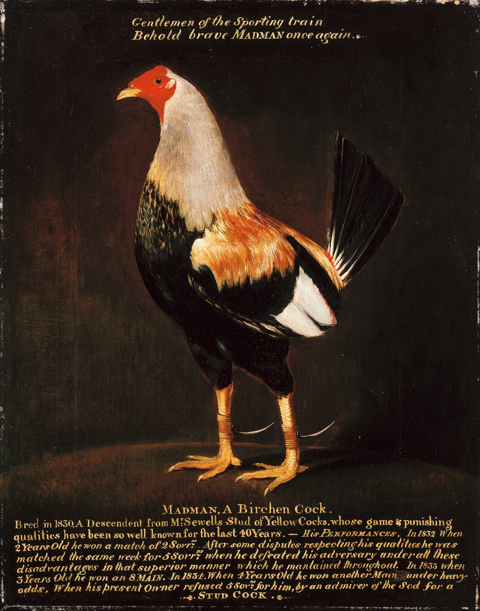 Madman, a Birchen Cock (olie på lærred) af Henry Thomas Alken