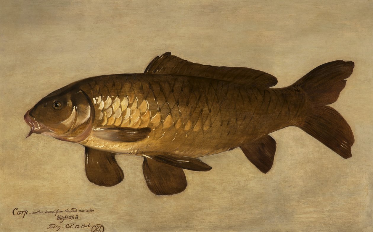 Karpe, 1806 af Henry Thomson
