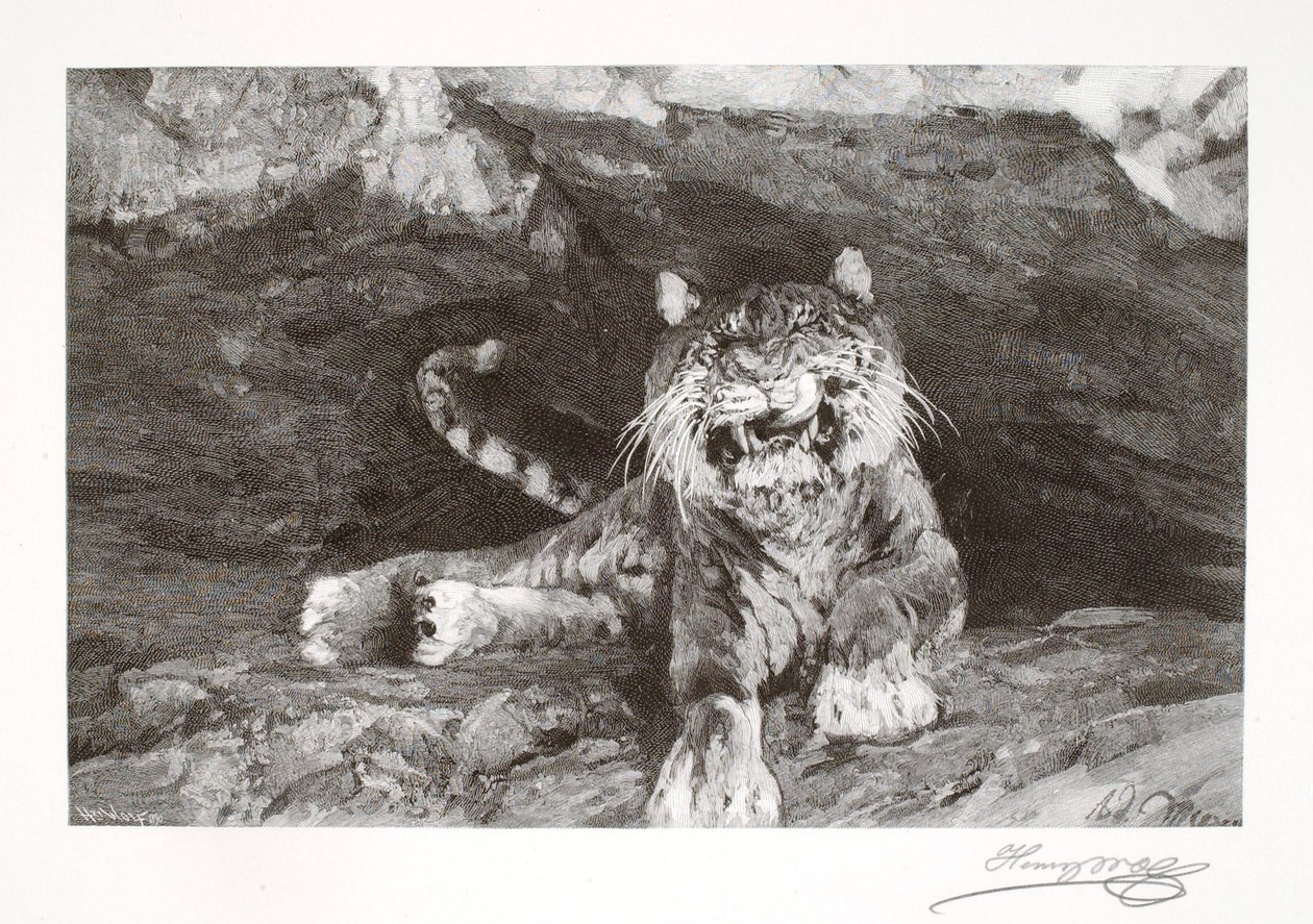 Tiger af Henry Wolf