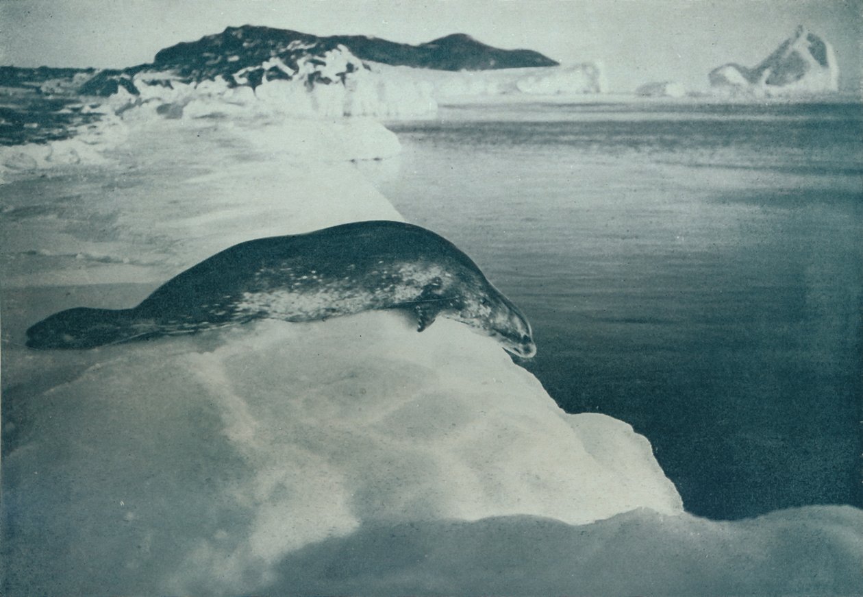 A Weddell Seal About To Dive, c1911, 1913 af Herbert Ponting