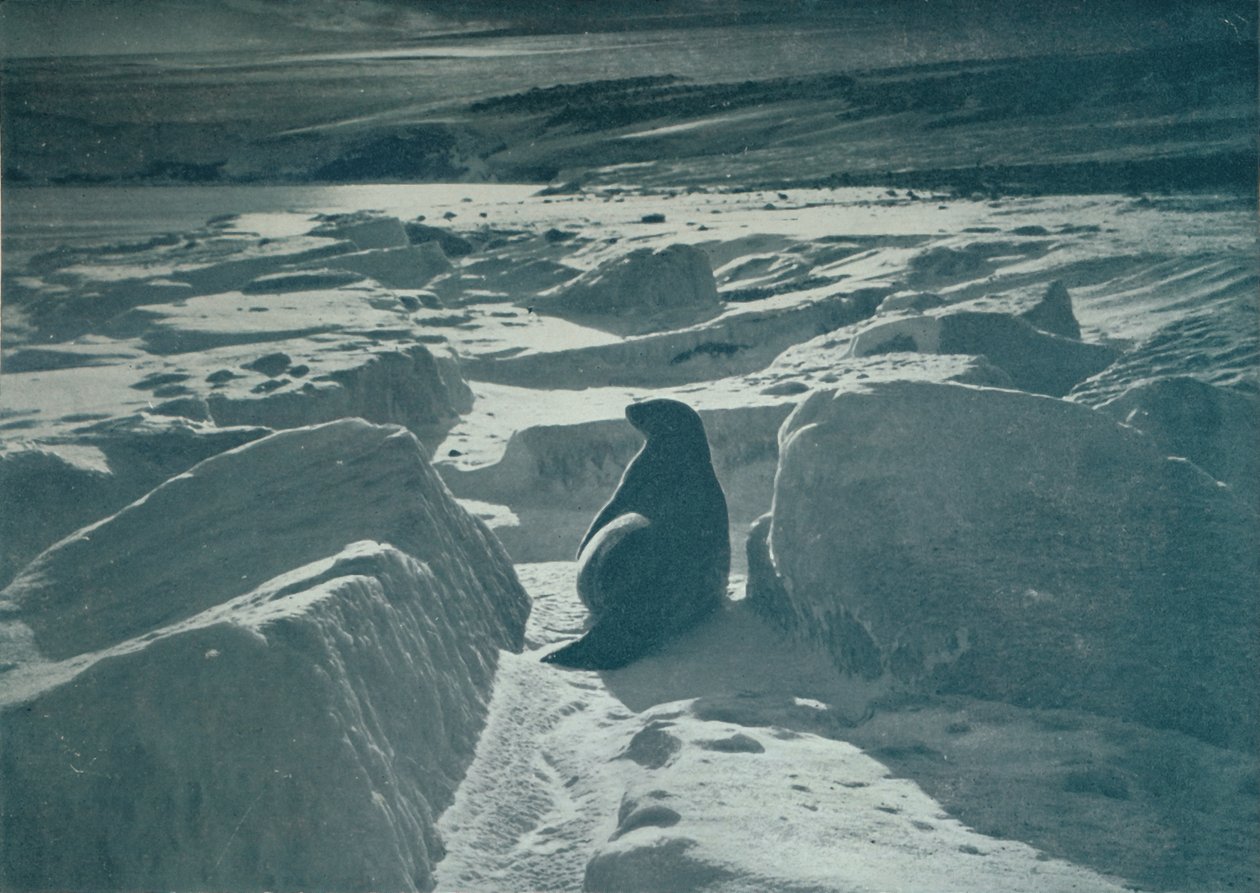 A Weddell Seal On The Beach, c1911, 1913 af Herbert Ponting