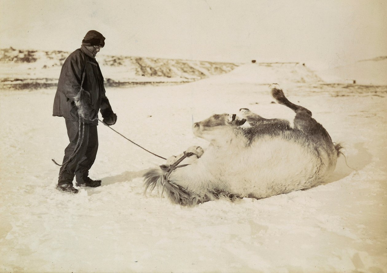 En mand og hans hest i sneen af Herbert Ponting