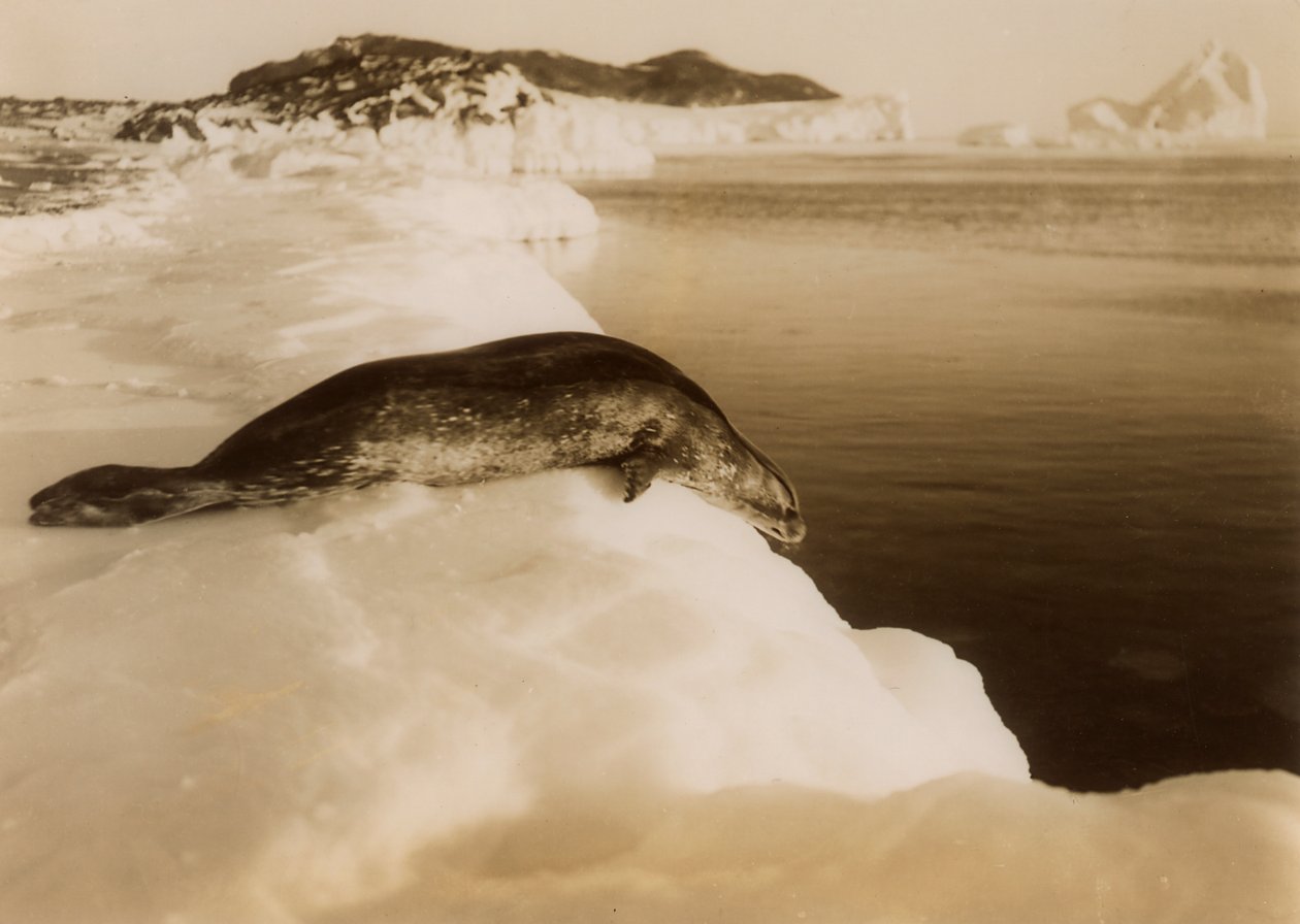 En ægte sæl, der er ved at dykke ved West Beach, Cape Evans, Antarktis, 1911. af Herbert Ponting