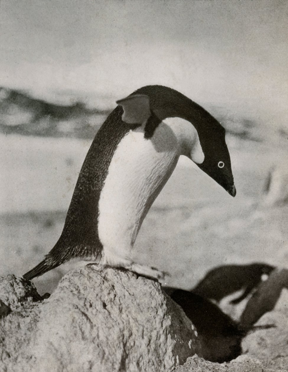 An Adélie Penguin About To Dive, c19101913, 1913 af Herbert Ponting