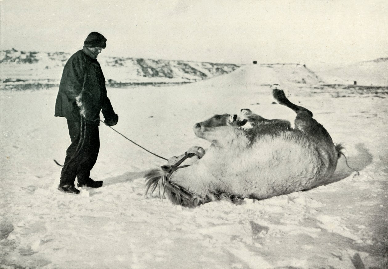 Cherry-Garrard giver sin pony Michael A Roll in the Snow, c1911, 1913 af Herbert Ponting