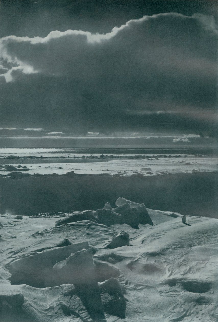 Aftenscene i flokken, c19101913, 1913 af Herbert Ponting