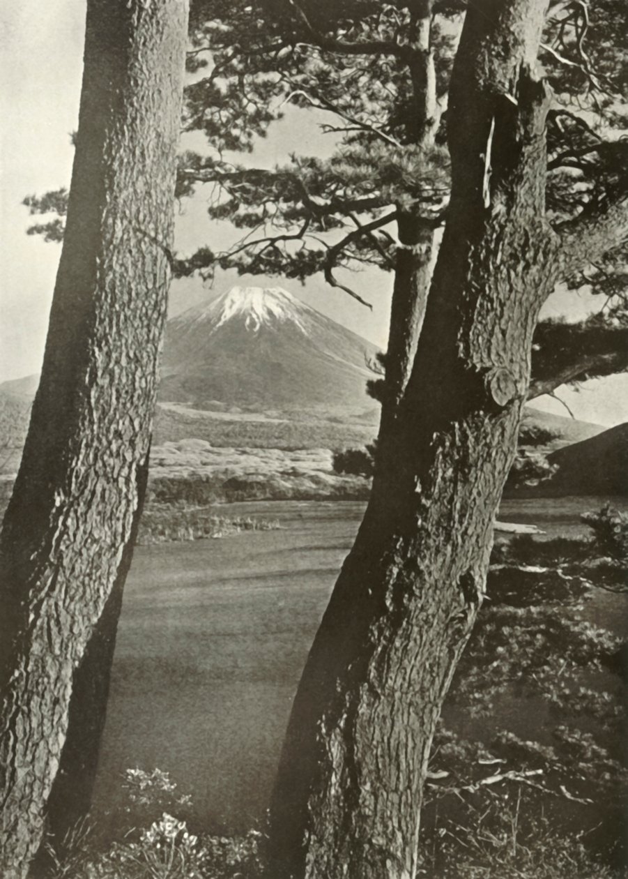 Fuji Through the Pines of Lake Motosu, 1910. af Herbert Ponting