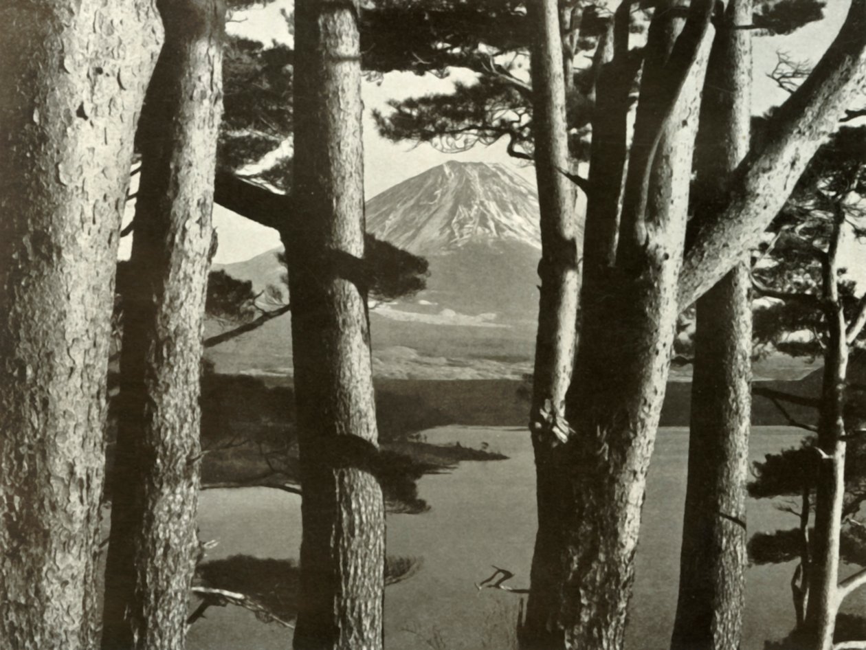 Fuji og fyrretræerne, 1910. af Herbert Ponting