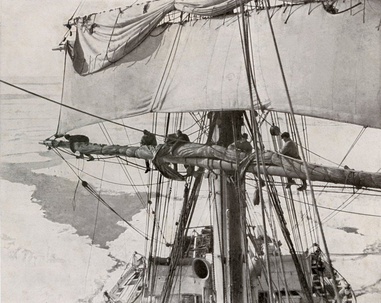 Rullesejl i flokken, c19101913, 1913 af Herbert Ponting