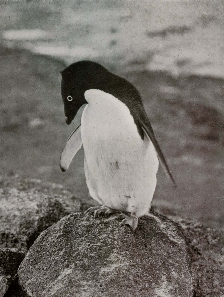I Dont Care What Becomes Of Me, c19101913, 1913 af Herbert Ponting