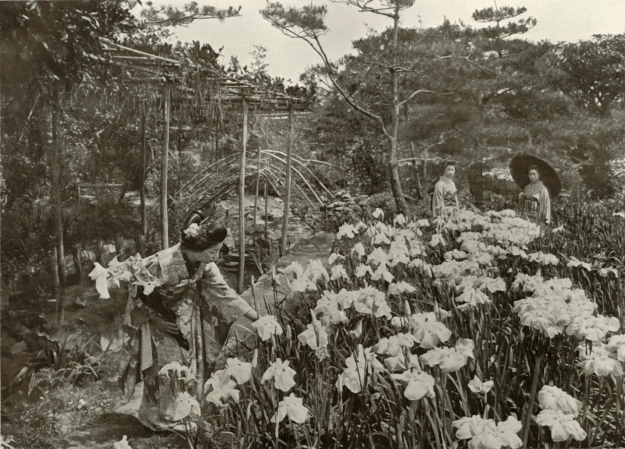 I An Iris Garden, 1910. af Herbert Ponting